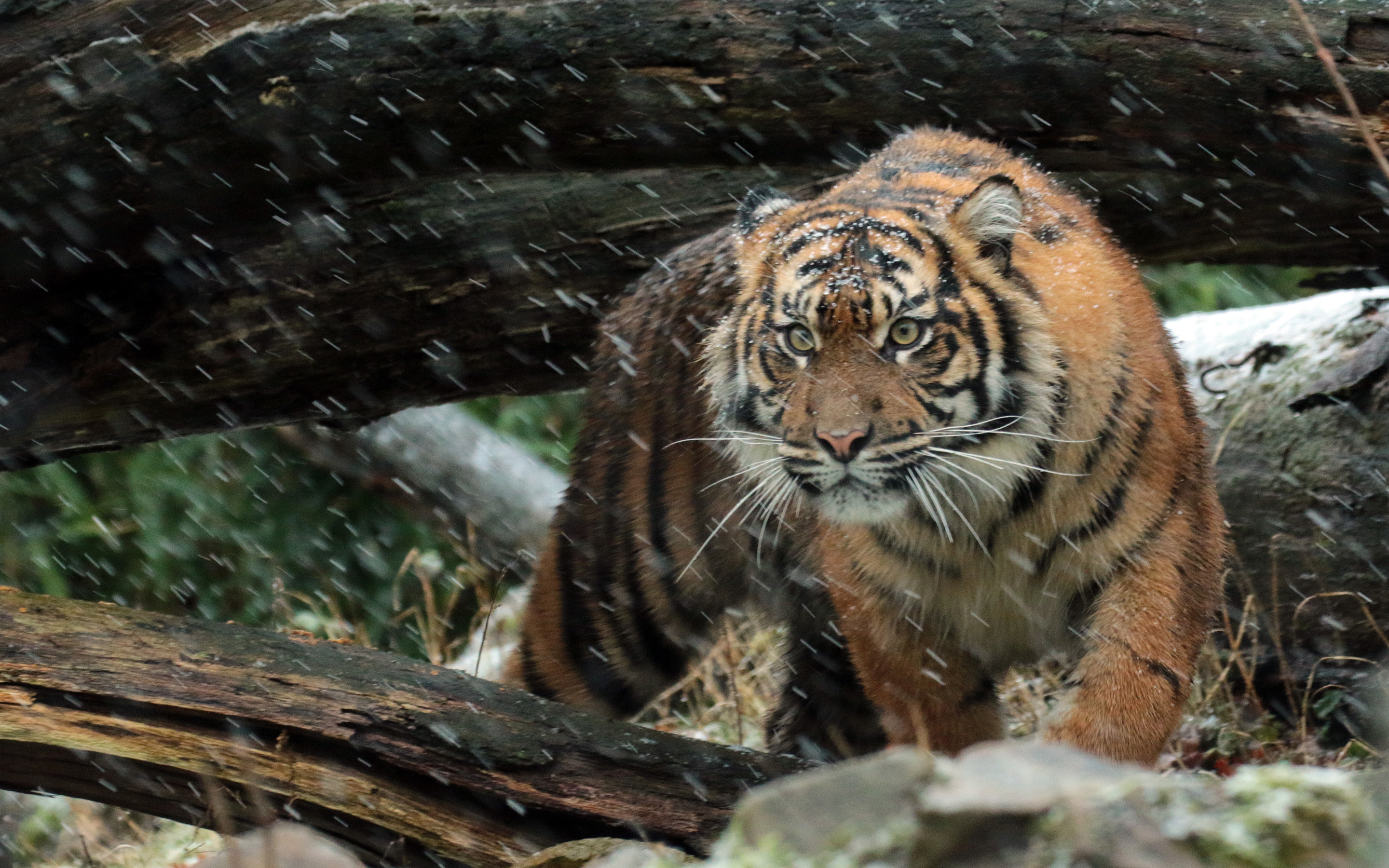 Wild Sumatran Tiger 4K